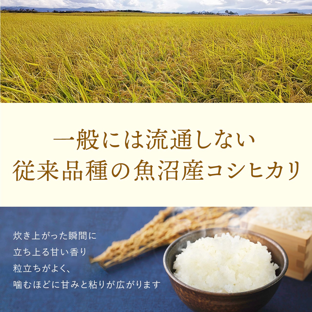 魚沼産コシヒカリ（従来品種）玄米20㎏～60kg《通常価格よりお得なお