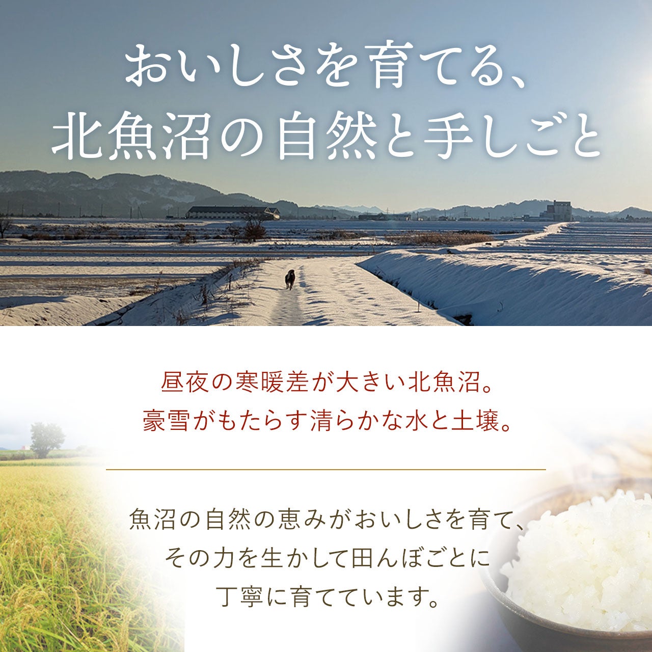 魚沼産コシヒカリ（従来品種）玄米20㎏～60kg《通常価格よりお得なお